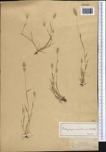 Polypogon maritimus Willd., Middle Asia, Dzungarian Alatau & Tarbagatai (M5) (Kazakhstan)