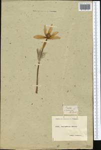 Pulsatilla patens (L.) Mill., Middle Asia, Northern & Central Kazakhstan (M10) (Kazakhstan)