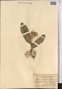 Allium alexeianum Regel, Middle Asia, Pamir & Pamiro-Alai (M2) (Kyrgyzstan)