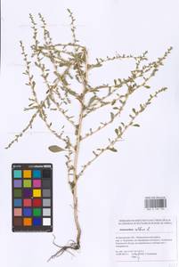 Amaranthus albus L., Eastern Europe, Lower Volga region (E9) (Russia)