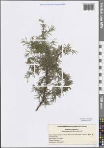 Juniperus communis L., Eastern Europe, Middle Volga region (E8) (Russia)