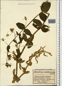 Dichodon davuricum (Fisch. ex Spreng.) Á. Löve & D. Löve, Caucasus, Stavropol Krai, Karachay-Cherkessia & Kabardino-Balkaria (K1b) (Russia)