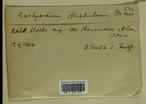 Plasteurhynchium striatulum (Spruce) M. Fleisch., Bryophytes, Bryophytes - Western Europe (BEu) (Germany)