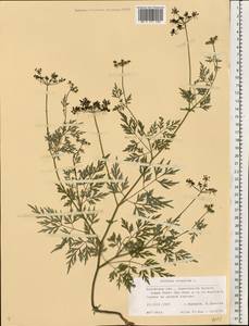 Aethusa cynapium L., Eastern Europe, Central region (E4) (Russia)