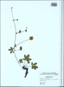 Potentilla reptans L., Eastern Europe, Central region (E4) (Russia)