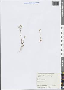 Cerastium brachypetalum subsp. tauricum (Spreng.) Murb., Crimea (KRYM) (Russia)