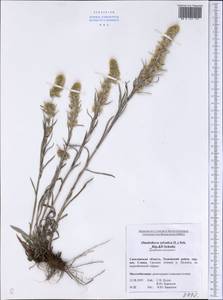 Omalotheca sylvatica (L.) Sch. Bip. & F. W. Schultz, Siberia, Russian Far East (S6) (Russia)