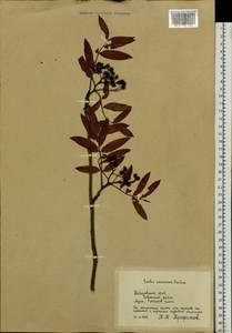 Sorbus aucuparia subsp. pohuashanensis (Hance) Mc All., Siberia, Russian Far East (S6) (Russia)