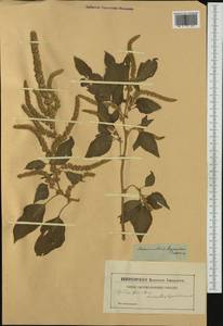 Amaranthus hypochondriacus L., Western Europe (EUR) (Not classified)