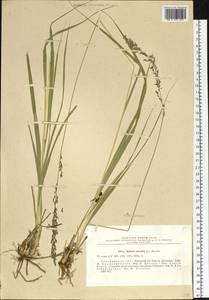 Molinia caerulea (L.) Moench, Eastern Europe, Eastern region (E10) (Russia)