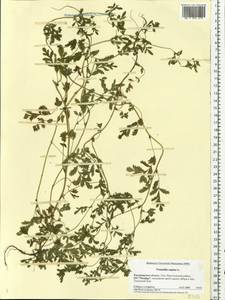 Potentilla supina L., Eastern Europe, Central region (E4) (Russia)