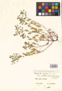 Potentilla supina L., Eastern Europe, North Ukrainian region (E11) (Ukraine)