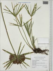 Cyperus alternifolius subsp. flabelliformis Kük., Western Europe (EUR) (Greece)