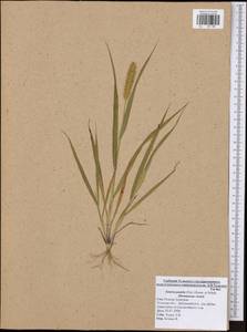 Setaria pumila (Poir.) Roem. & Schult., Eastern Europe, Central region (E4) (Russia)