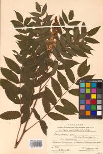 Sorbaria sorbifolia (L.) A. Braun, Siberia, Russian Far East (S6) (Russia)