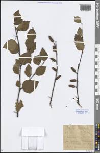 Betula fruticosa Pall., Siberia, Baikal & Transbaikal region (S4) (Russia)