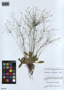 Androsace filiformis Retz., Siberia, Altai & Sayany Mountains (S2) (Russia)