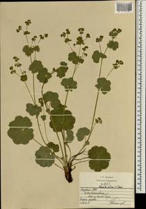 Alchemilla ventiana V. N. Tikhom., Eastern Europe, Middle Volga region (E8) (Russia)