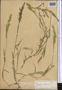 Agrostis, Middle Asia, Dzungarian Alatau & Tarbagatai (M5) (Kazakhstan)