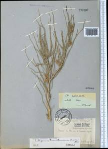 Calligonum rubescens Mattei, Middle Asia, Syr-Darian deserts & Kyzylkum (M7)