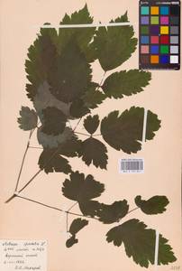Actaea spicata L., Eastern Europe (no precise locality) (E0)