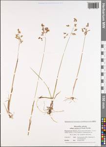 Anthoxanthum nitens (Weber) Y.Schouten & Veldkamp, Eastern Europe, Northern region (E1) (Russia)