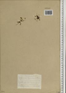 Halerpestes sarmentosus (Adams) Kom., Siberia, Central Siberia (S3) (Russia)