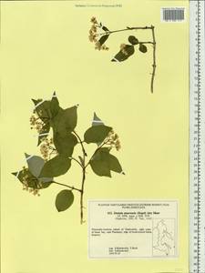 Deutzia parviflora Bunge, Siberia, Russian Far East (S6) (Russia)