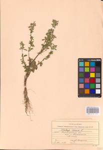 MHA 0 154 834, Stachys annua (L.) L., Eastern Europe, South Ukrainian region (E12) (Ukraine)
