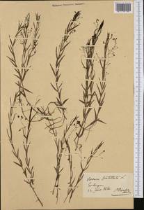 Veronica scutellata L., Western Europe (EUR) (Germany)