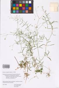 Stellaria longifolia (Regel) Muhl. ex Willd., Eastern Europe, North-Western region (E2) (Russia)