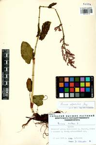 Rumex arifolius All., Siberia, Baikal & Transbaikal region (S4) (Russia)