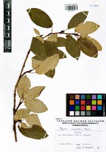 Populus suaveolens, Siberia, Baikal & Transbaikal region (S4) (Russia)