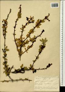 Berberis crataegina DC., South Asia, South Asia (Asia outside ex-Soviet states and Mongolia) (ASIA) (Turkey)