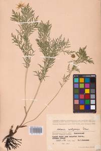 Adonis volgensis DC., Eastern Europe, Lower Volga region (E9) (Russia)