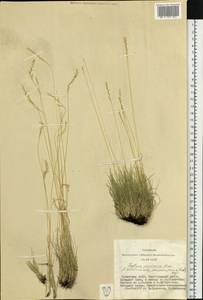 Festuca pulchra Schur, Siberia, Altai & Sayany Mountains (S2) (Russia)