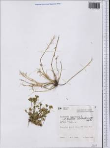 Cochlearia groenlandica L., America (AMER) (Canada)