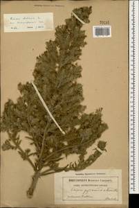 Echium italicum subsp. biebersteinii (Lacaita) Greuter & Burdet, Caucasus (no precise locality) (K0)