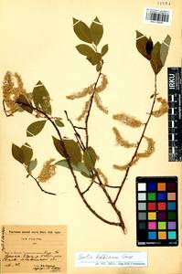 Salix bebbiana Sarg., Siberia, Baikal & Transbaikal region (S4) (Russia)