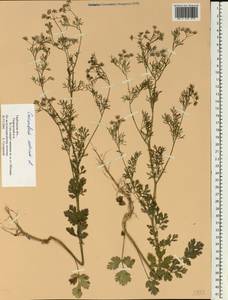 Coriandrum sativum L., Eastern Europe, Central forest-and-steppe region (E6) (Russia)