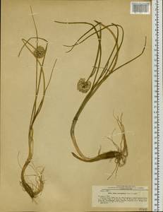 Allium leucocephalum Turcz. ex Ledeb., Siberia, Baikal & Transbaikal region (S4) (Russia)