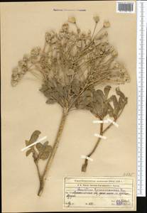 Leontice leontopetalum subsp. ewersmannii (Bunge) Coode, Middle Asia, Northern & Central Tian Shan (M4) (Kazakhstan)