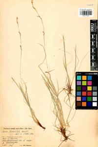 Carex lanceolata Boott, Siberia, Baikal & Transbaikal region (S4) (Russia)