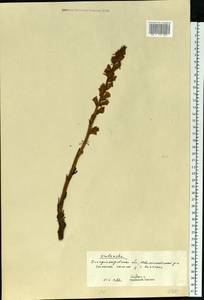 Phelipanche arenaria (Borkh.) Pomel, Eastern Europe, South Ukrainian region (E12) (Ukraine)