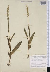 Platanthera hyperborea (L.) Lindl., America (AMER) (Canada)