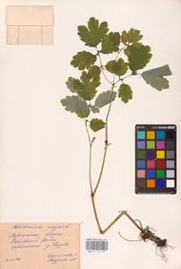 Chelidonium majus L., Eastern Europe, Central forest-and-steppe region (E6) (Russia)