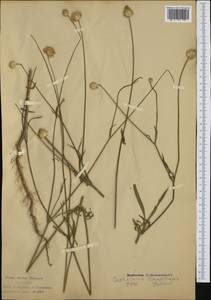 Cephalaria transsylvanica (L.) Schrad. ex Roem. & Schult., Western Europe (EUR) (Italy)