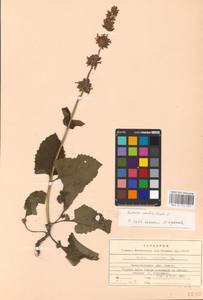 MHA 0 175 595, Salvia verticillata L., Eastern Europe, West Ukrainian region (E13) (Ukraine)