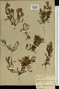 Rumex ucranicus Fisch., Eastern Europe, Central region (E4) (Russia)
