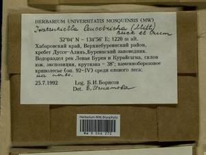 Iwatsukiella leucotricha (Mitt.) W.R. Buck & H.A. Crum, Bryophytes, Bryophytes - Russian Far East (excl. Chukotka & Kamchatka) (B20) (Russia)